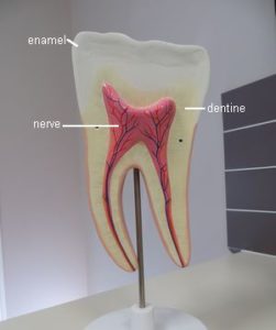 tooth enamel dentine nerve roots anatomy